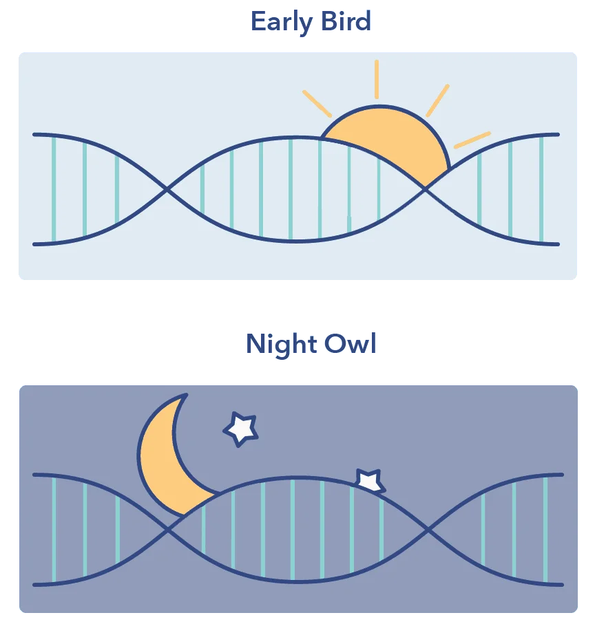 SO SleepEdu EarlyBird NightOwl