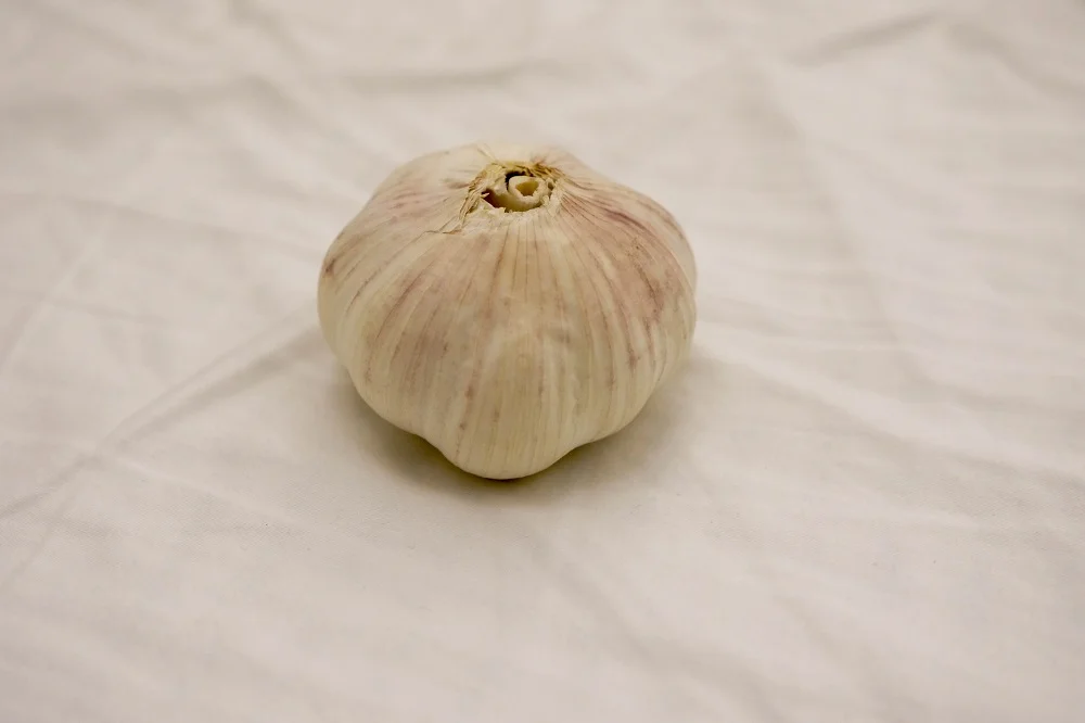 Garlic