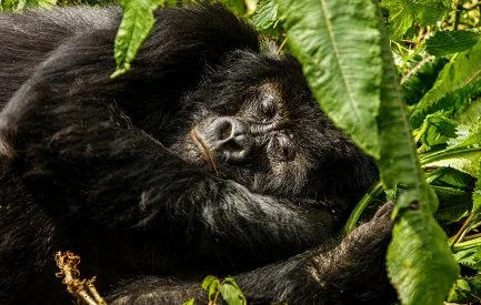 How Do Gorillas Sleep?