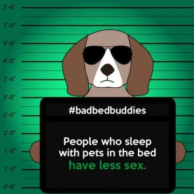 Pets ruin sex life bad pets sleeping habits beagle dog