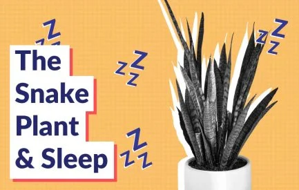 The Snake Plant and Sleep: Boosting Oxygen in the Bedroom