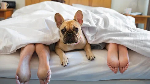 Not Getting Enough Sleep? Your Pet May Be to Blame, New Study Shows