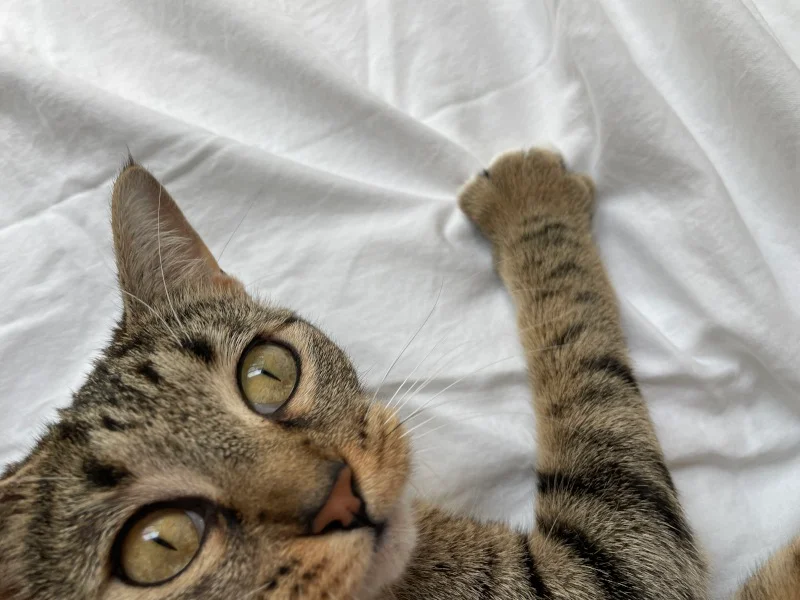Our feline tester feels the texture of a Casper SuperSoft Sheet Set