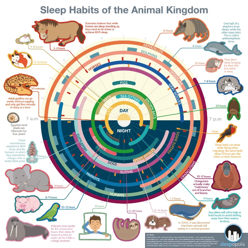 Sleep Habits of the Animal Kingdom Infographic