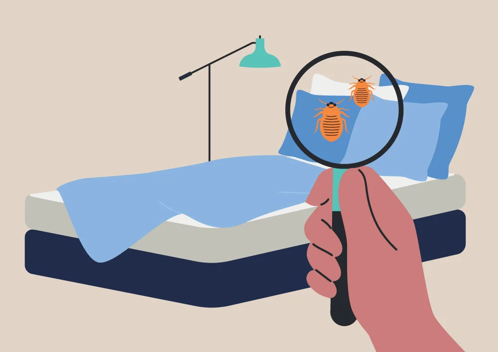 bed bugs 1