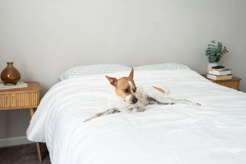Our canine tester trying out a Cozy Earth Silk Comforter