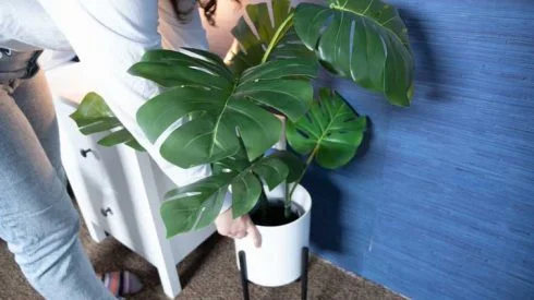 Plant Protein Might Be Your New Bedtime Snack Hero, According to a New Study