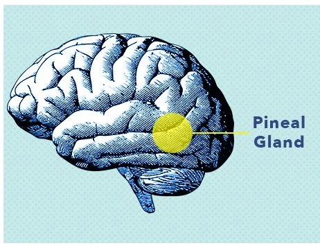 SO MicrosleepArticleGraphics PinealGland