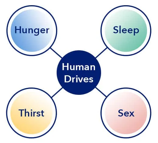 what is sleep human drives