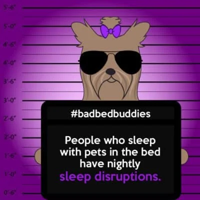 Dogs make sleep worse bad pets sleeping habits yorkie dog