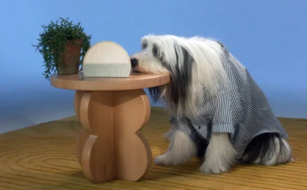 Hatch Is Launching โDog Channelsโ to Help Relax Your Four-Legged Friends: What to Know