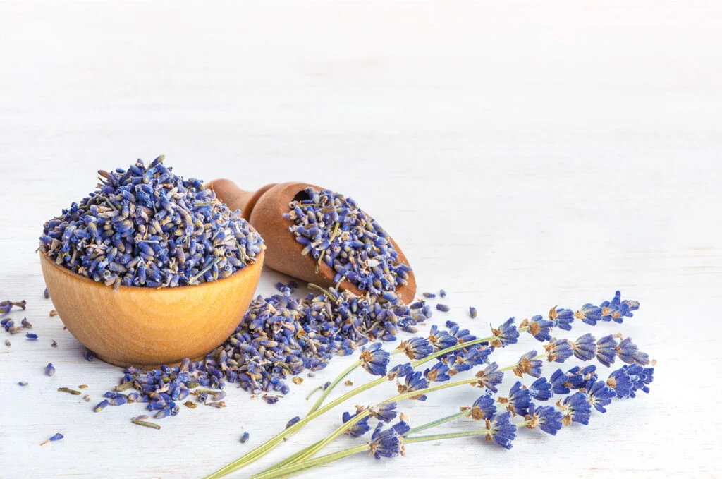 lavender herb
