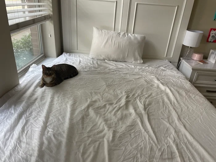 Feline assessment of Sijo Airy Weight Tencel Sheets.