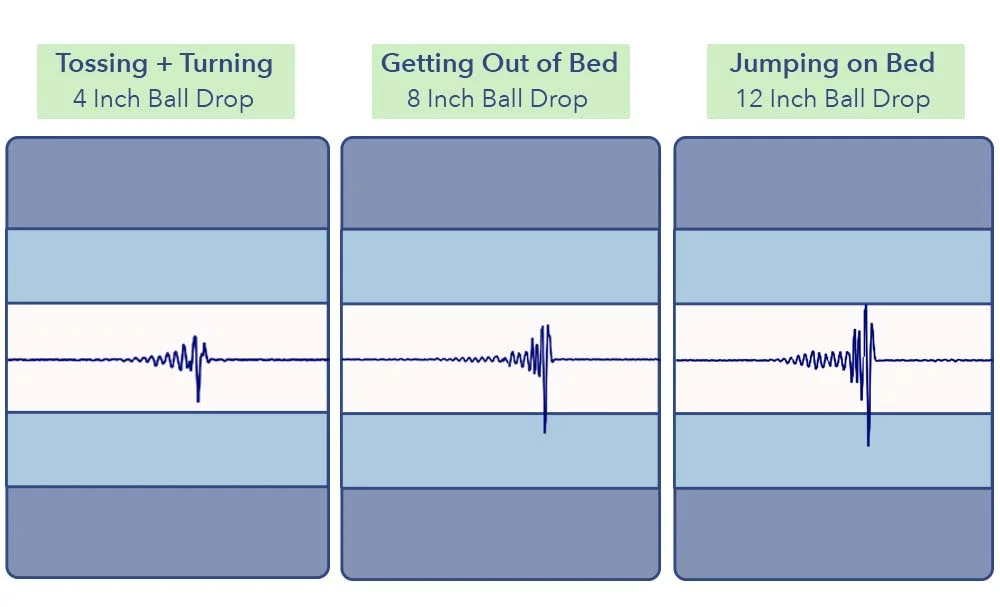 MotionTransfer NestSparrow