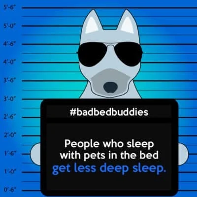 Pet owners get worse deep sleep bad pets sleeping habits husky dog