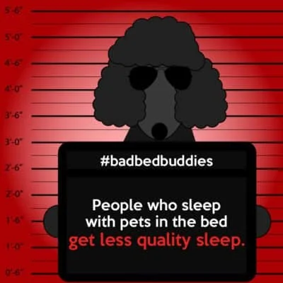 Pet owners get lower quality sleep bad pets sleeping habits poodle dog 1