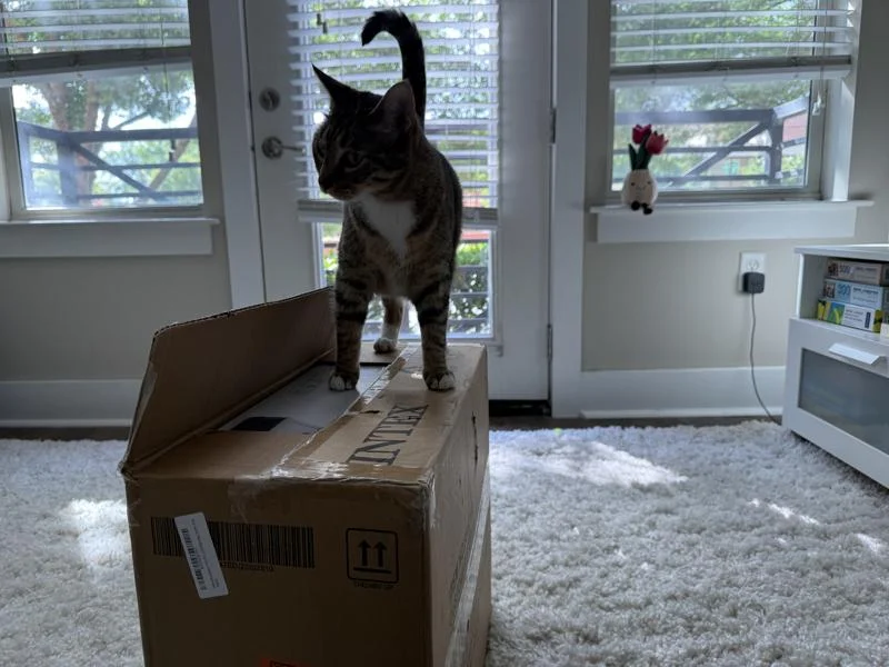 Our feline tester helps with unboxing an Intex Dura-Beam Ultra-Plush Inflatable Pillow Top Air Mattress