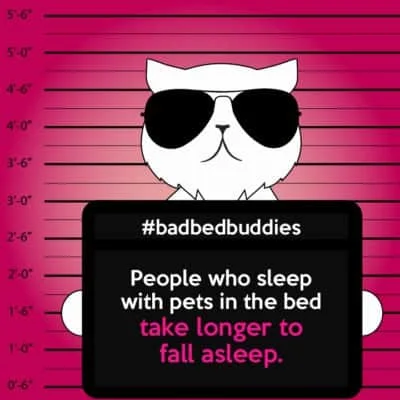 Pets ruin sleep bad pets sleeping habits persian cat