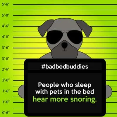 Dogs and cats snoring bad pets sleeping habits pug dog 1