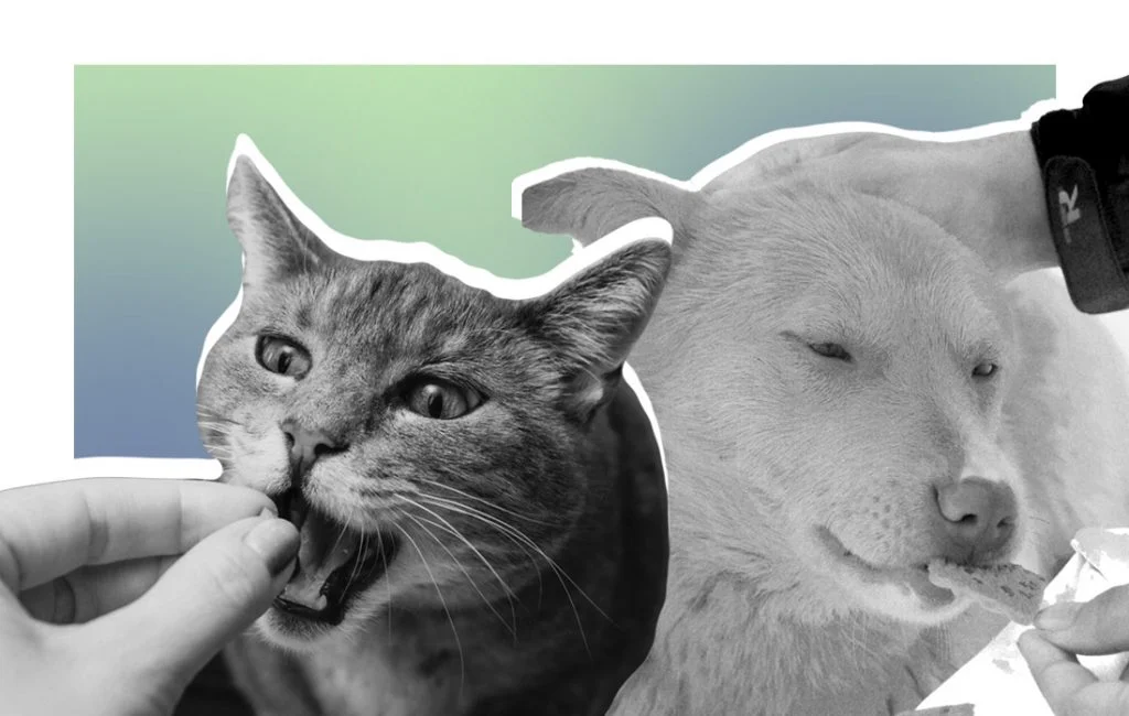 PetSleepGuide Graphic5