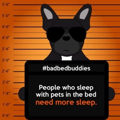 Ways Pets Wreck Sleep bad pets sleeping habits frenchie dog