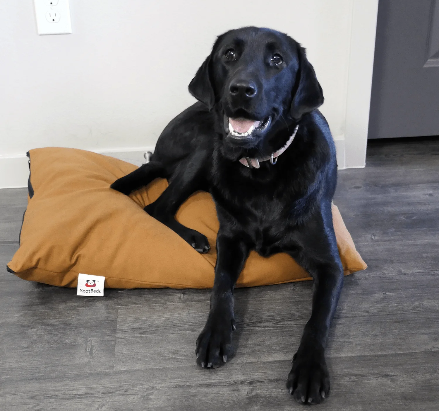 Nest SpotBeds Pet Bed Review