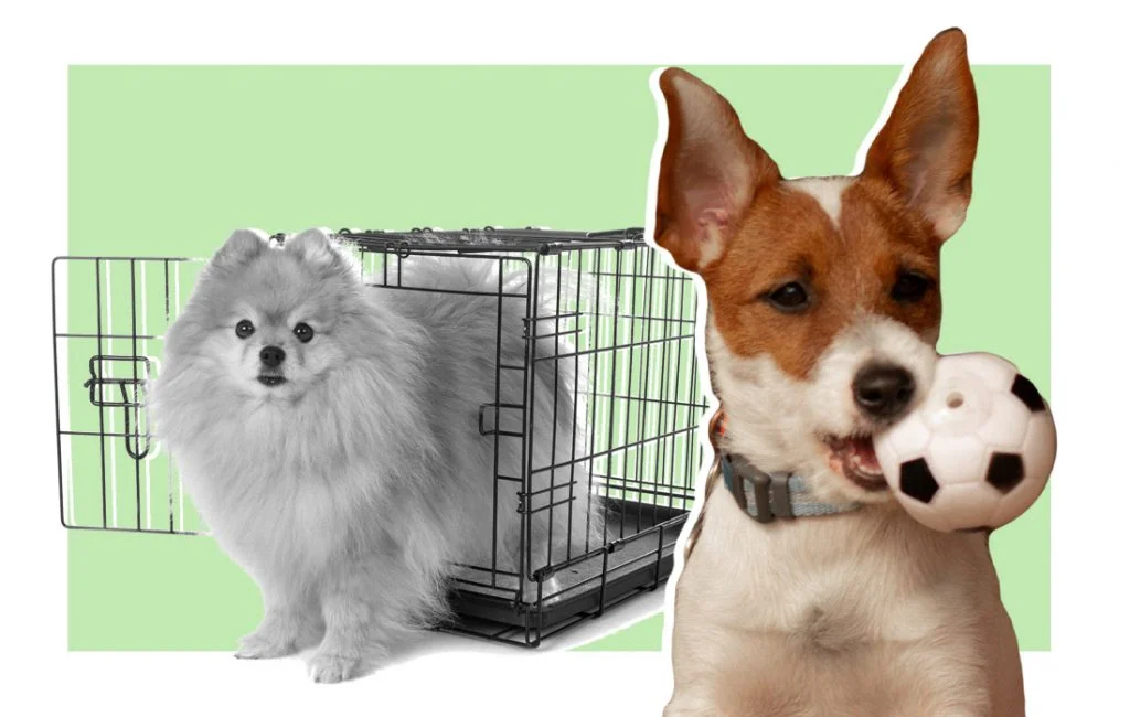 PetSleepGuide Graphic6