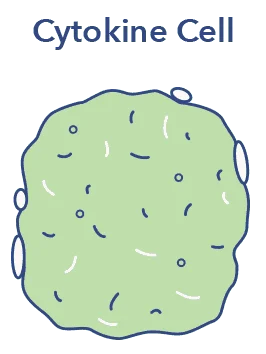 SO SleepEdu WhatisSleep Cytokine